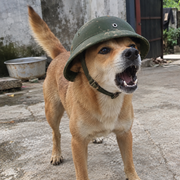 Bắc Kì Chó