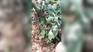 thầy giáo Gạ e hàng xóm vào rừng phá trinh *** xuất trong