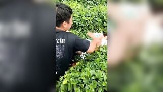 2 thanh niên kéo con gái nhà người ta và ruộng ***
