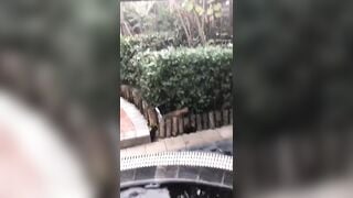 Khoả thân ở suối nước nóng